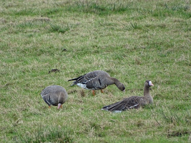 复的劲旅 复的劲旅